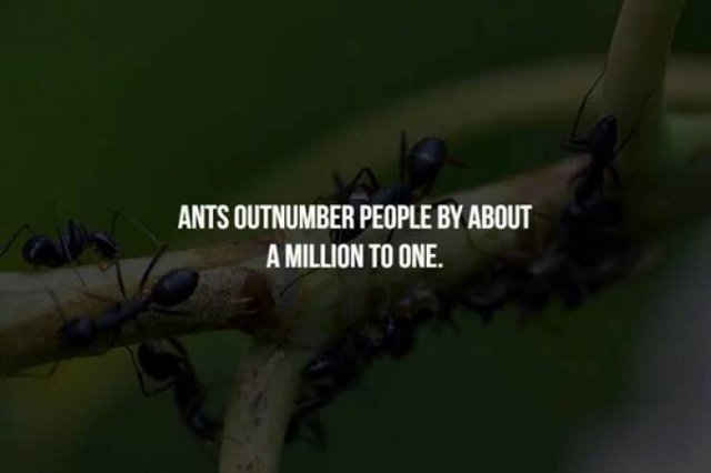 interestingfacts125_007