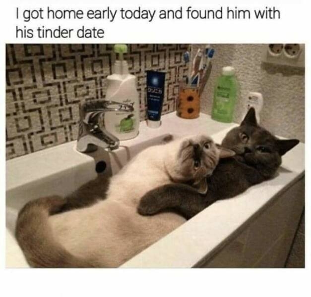 funnycats80_005