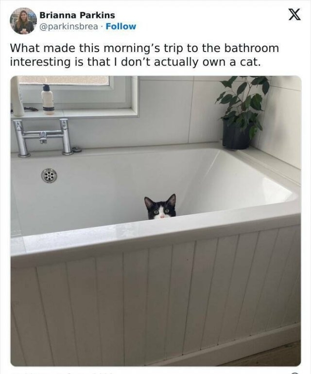 funnycats80_014