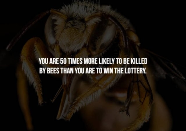 interestingfacts131_005