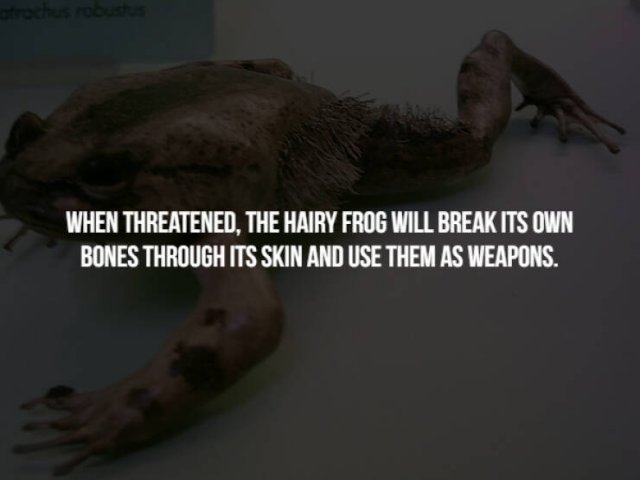 interestingfacts131_011