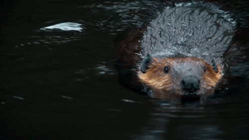 interestingfacts145_007