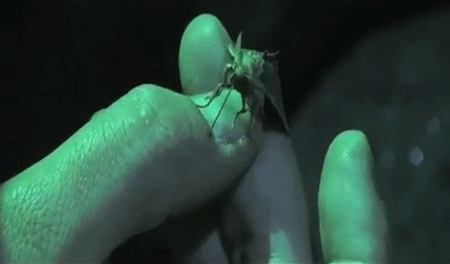 interestingfacts146_003