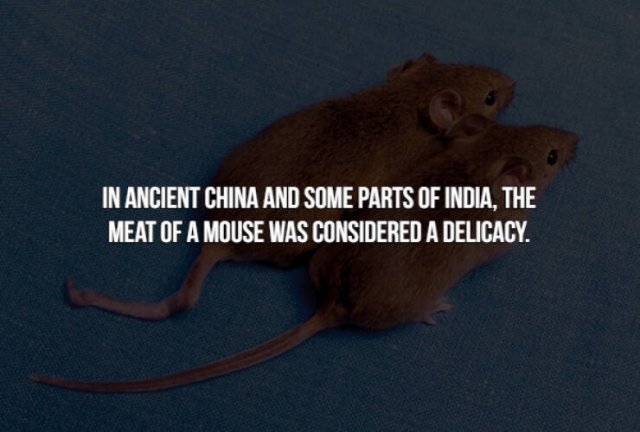 interestingfacts154_007