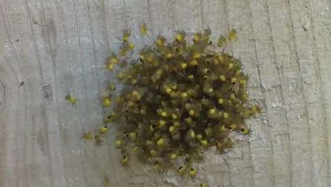 interestingfacts172_002