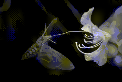 interestingfacts185_013