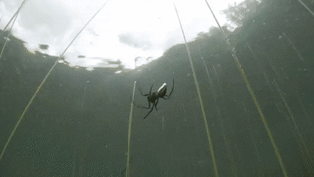 interestingfacts192_011