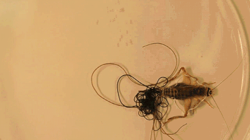 interestingfacts194_002