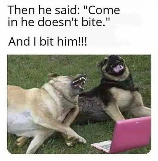 dogmemes6_013