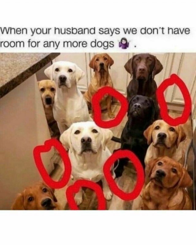 dogmemes6_018