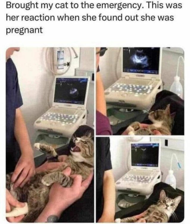 funnymemes263_007