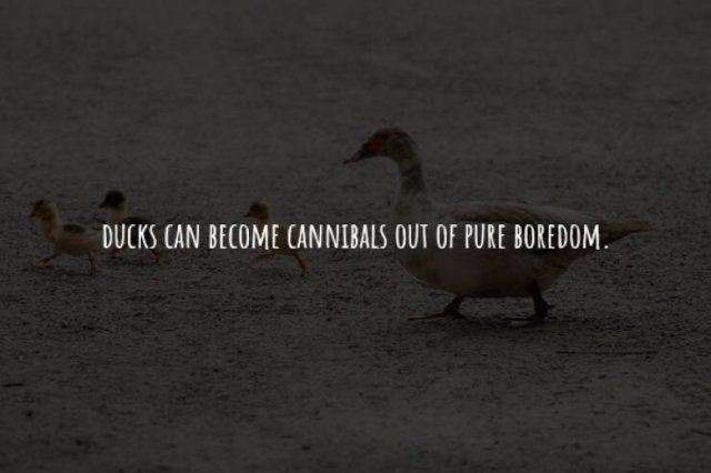 interestingfacts225_006