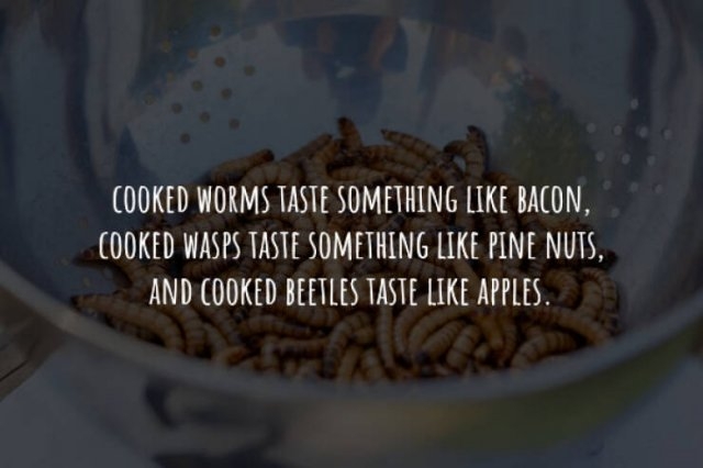 interestingfacts225_012