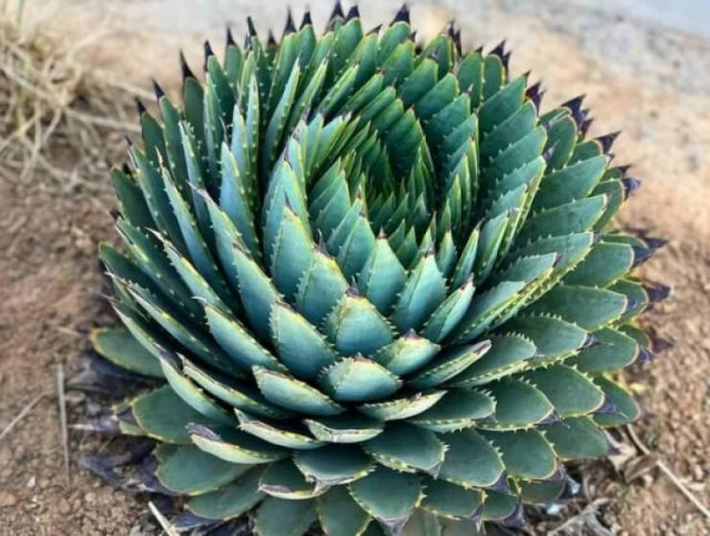 perfectphotos117_008