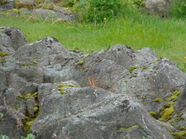 camouflage7_010