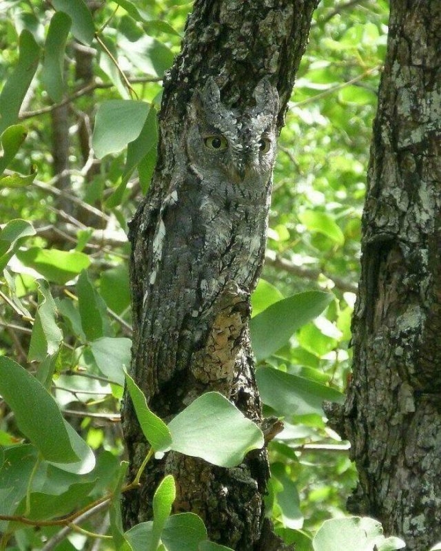 camouflage7_011