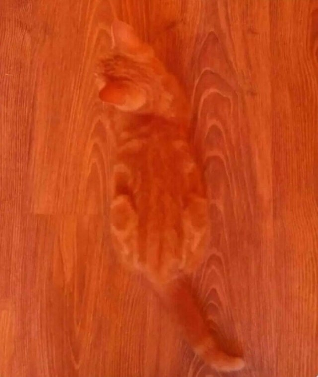 camouflage7_013