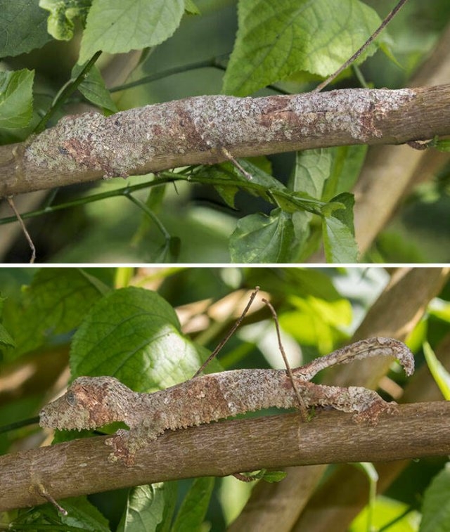 camouflage7_018