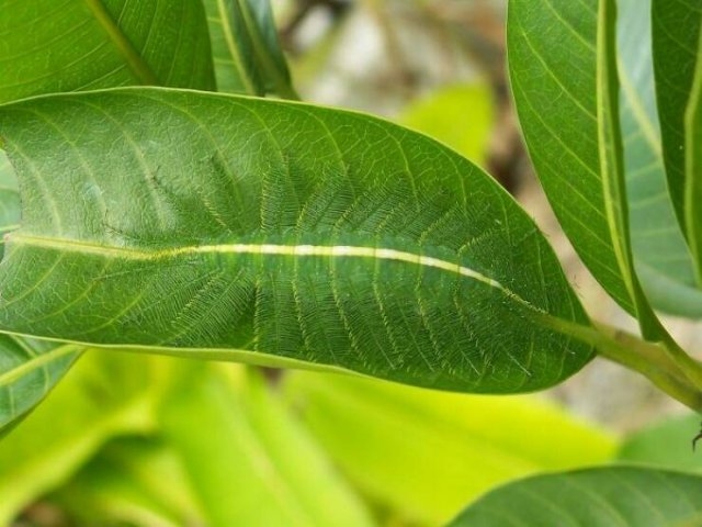camouflage7_021