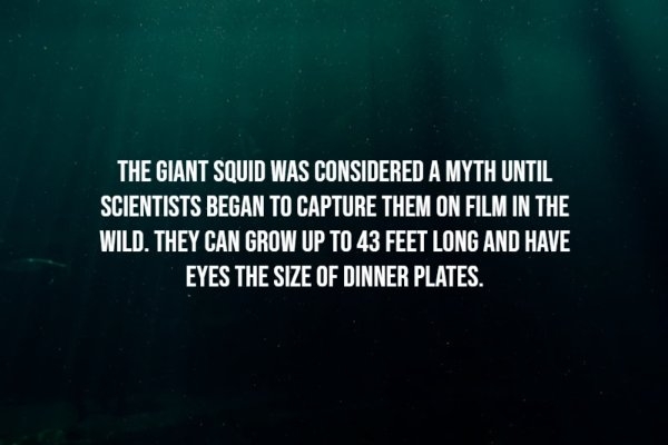 interestingfacts236_013