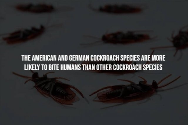 interestingfacts241_002