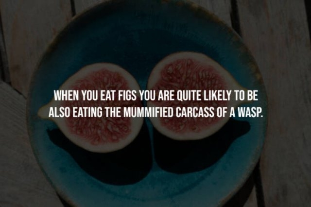 interestingfacts248_010