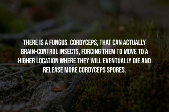 interestingfacts248_013