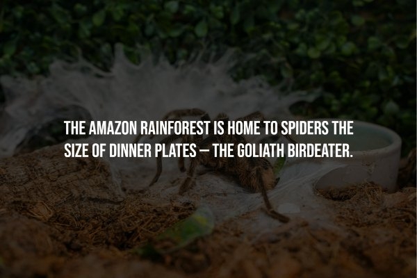 interestingfacts251_010