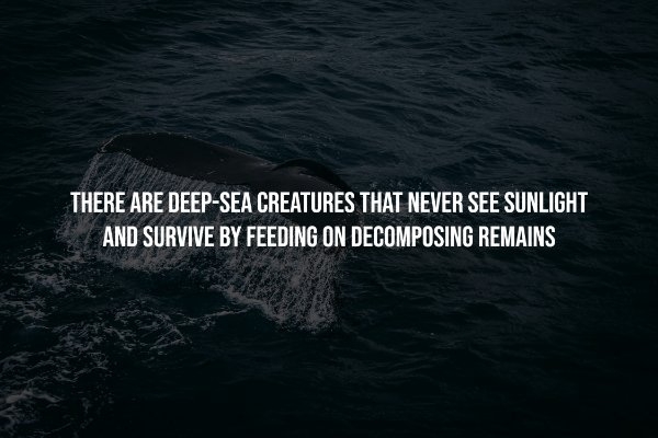 interestingfacts251_013