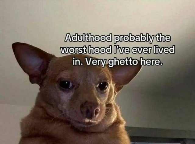 funnymemes319_009