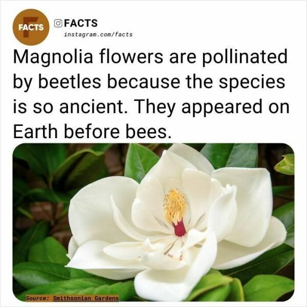 interestingfacts254_003