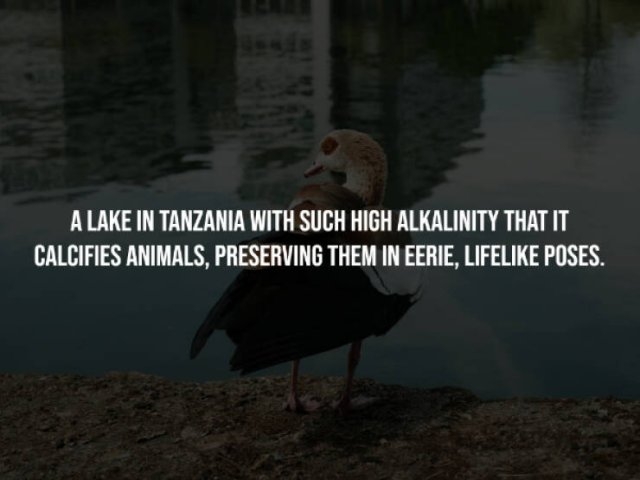 interestingfacts256_008