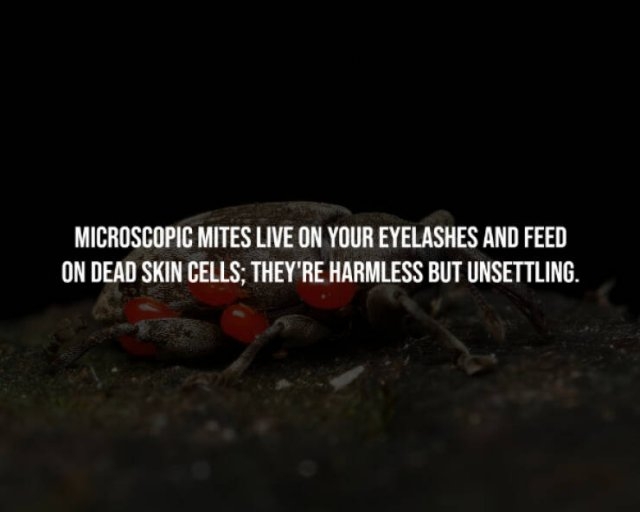 interestingfacts256_012