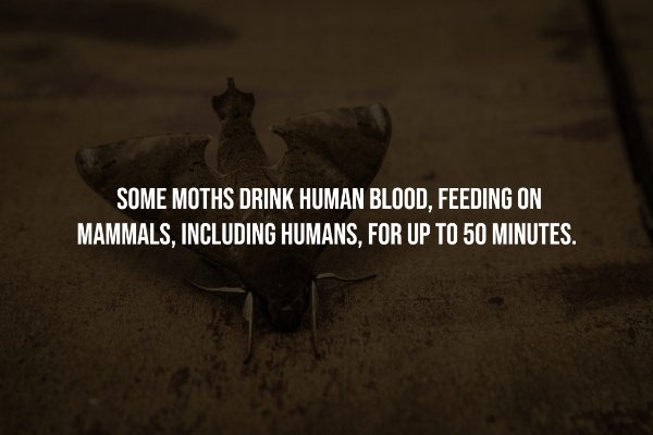 interestingfacts257_003