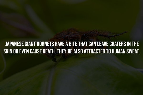 interestingfacts257_007