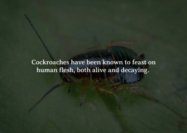 interestingfacts262_001