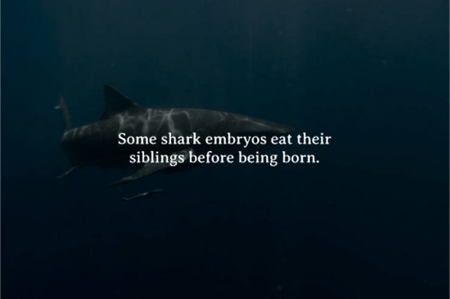 interestingfacts262_005