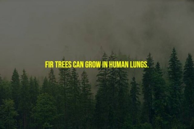 interestingfacts265_002