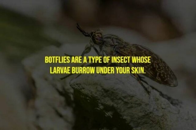 interestingfacts265_005