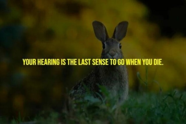 interestingfacts265_007