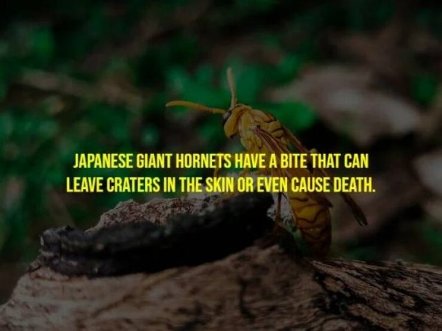 interestingfacts265_015