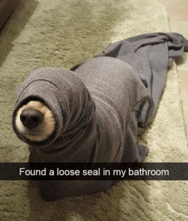 funnyanimals169_030