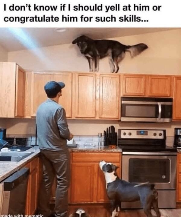 funnyanimals169_035