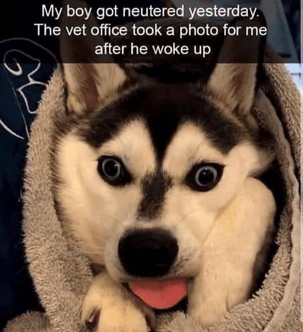 funnyanimals169_037