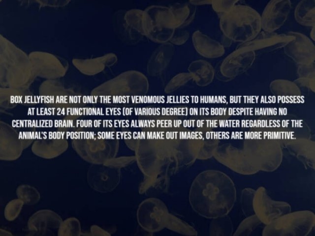 interestingfacts281_004