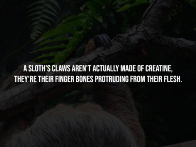 interestingfacts281_007