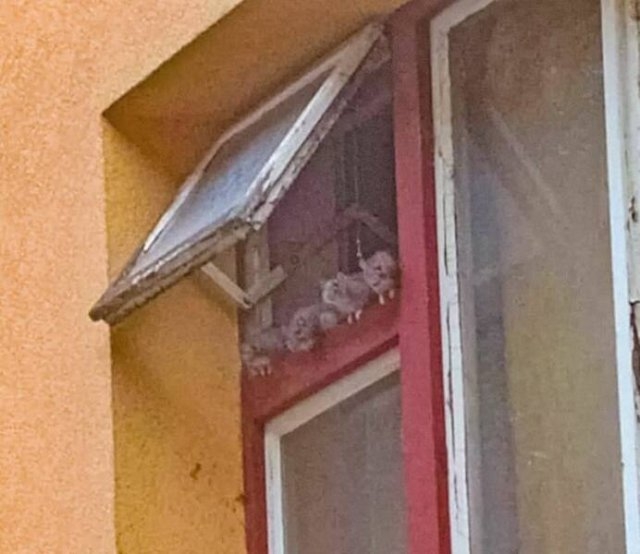 randompics1732_072