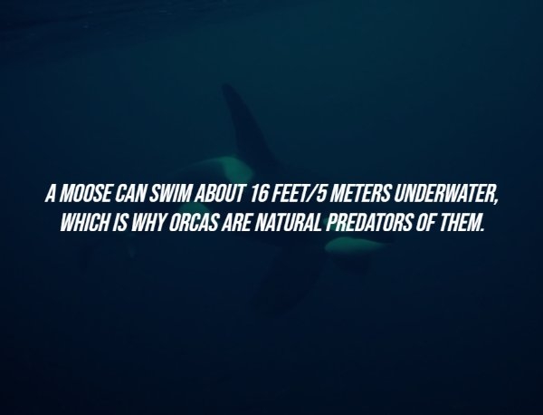 interestingfacts284_007