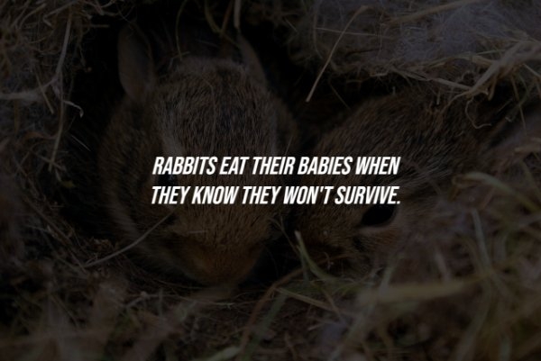 interestingfacts284_013