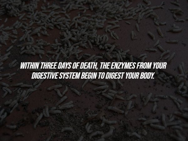 interestingfacts286_005